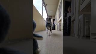 ウィペットのカイトちゃんはペン太が大好き。 Whippet Dog KAITO FUKUOKA JAPAN