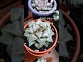 광택이 돋보이는 하월시아 콤프토니아나 아한호 haworthia comptoniana