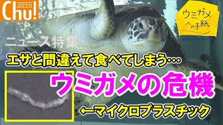 ウミガメの危機どうする？エサと間違えて食べてしまうマイクロプラスチック【ニュース特集】