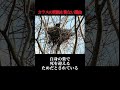 カラスの死骸を見ない真の理由がヤバすぎた…【ゆっくり解説】