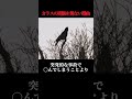 カラスの死骸を見ない真の理由がヤバすぎた…【ゆっくり解説】