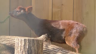 プーズー (埼玉県こども動物自然公園) 2018年2月3日