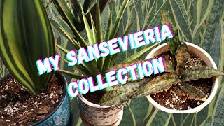 My Sansevieria Collection