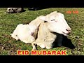 Eid Mubarak from Kashur YouTube #shorts