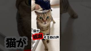 これが猫が威嚇する時の声。 #shorts #猫のいる暮らし #保護猫 #鳴き声