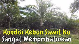 Beginilah kondisi kebun sawit ku yang tidak pernah dipupuk