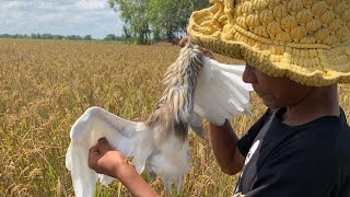 របៀបដាក់អន្ទក់កុកតាមស្រុកស្រែ💯ធានាបាន100%/by រ៉ាយុទ្ធ\u0026រិទ្ធី office