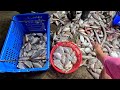 便宜好吃 新鮮海魚 金吉利定置漁場 新竹新鮮 海鮮 fresh catching seafood freshseafood fishport