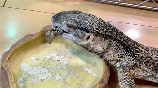 ヒナウズラを食べるアフリカンロックモニター