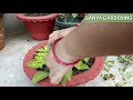 new creative coleus plant ideas in a bonsai pot how to grow and care coleus plant