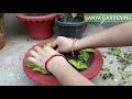 new creative coleus plant ideas in a bonsai pot how to grow and care coleus plant