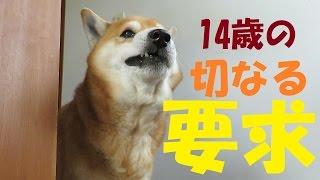 柴犬まめ１４歳の切なる要求