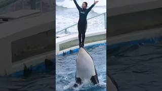 Orca killer whale dance show #trending #dolphindance #killerwhaleshow#ytshorts #shorts #yt #fyp