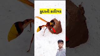 કુદરતી કારીગર || કુદરતી એન્જિનિયર || A natural engineer #કૂદરતી #nature #natural #ઘર #mrgujjuking