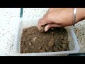 How to grow coleus from cuttings #video #shortsvideo #viral #trending #nishthamahant