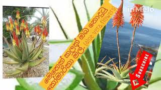 ඔබ නොදුටු කෝමාරිකා මල් වර්ග.Types of aloe vera you have not seen...@Ashee500