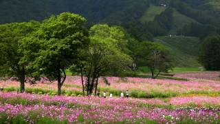 コスモスの花が咲く黒姫高原コスモス園・4K撮影