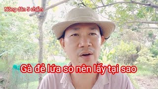 Gà đẻ lứa so bỏ là sai lầm |#NôngDân5chấm