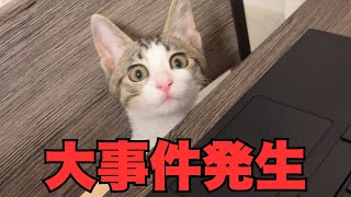 【保護猫】緊急保護した子猫のイタズラが止まらない