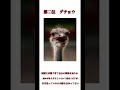 頭の悪い動物ランキングベスト4 動物　 フラミンゴ　 コアラ ダチョウ コチ