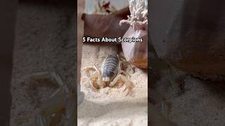 5 facts about scorpions 🦂 Which fact is the most interesting? #scorpion #funfacts #education