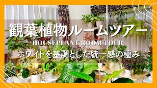 【観葉植物ルームツアー】ホワイトを基調としたボタニカルリビング/統一感の極み