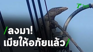 ตัวเงินตัวทองปีนเสาไฟหนีหมาไม่ยอมลง | 26-01-64 | ข่าวเช้าหัวเขียว