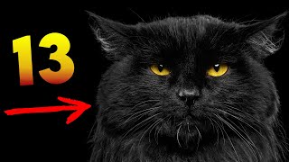 13 Gorgeous BLACK CAT BREEDS For NON SUPERSTITIOUS People
