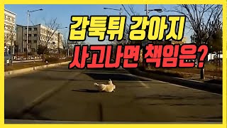 6252회. 산책할 때 강아지 목줄 잘 착용해주세요!!