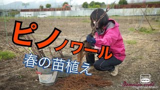 クジラの畑　ピノノワールの苗植え