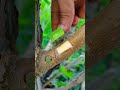 grafting and budding fruit plants satisfying