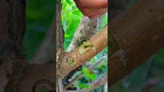 Grafting And Budding Fruit Plants Satisfying
