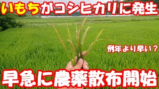 コシヒカリにいもち病が発生しました。例年より早い気が…拡大を防ぐため予防を行います。