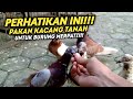 PEMBERIAN KACANG TANAH UNTUK BURUNG MERPATI‼️