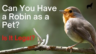 Do robins make good pets? - Is it Even Legal?