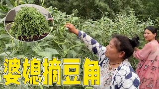 婆媳俩菜园里摘豆角，收获真不少，婆婆打算全部留着自己吃【许海燕vlog】