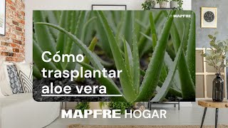 Cómo trasplantar aloe vera de forma sencilla 🌿 ✂