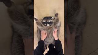 FUNNY CUTE ANIMALS VIDEOS 2024🐾51