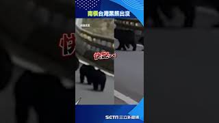 好難得！南橫公路網友直擊「熊媽媽帶2寶寶逛街」網友直呼卡哇伊 #shorts ｜三立新聞網 SETN.com