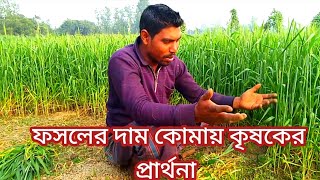 ফসলের দাম কোমায় হতাশায় কৃষক || একজন কৃষকের হাই হুতাশ  সরকার কি করবে।