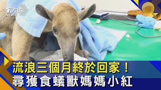 流浪三個月終於回家!尋獲食蟻獸媽媽小紅｜TVBS新聞