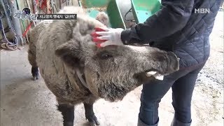 사고뭉치 멧돼지 '길산이'를 소개합니다~![현장르포 특종세상 251회]