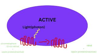 VISION PATHWAY..........GPCR SIGNALLING