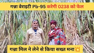 Pb-95 के सामने सभी वैराइटी फेल है कम खर्च में निकल रहा 100 कुन्तल बीघा का #viralvideo #ganna #kisan