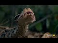 incredible a gaboon viper strikes a bird in slo mo