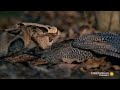 incredible a gaboon viper strikes a bird in slo mo