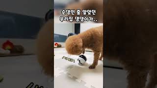 순댕인 줄 알았던 우리집 댕댕이가 #귀여운강아지 #재밌는영상 #doglover