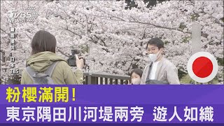 粉櫻滿開! 東京隅田川河堤兩旁 遊人如織｜TVBS新聞