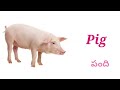 pet animals names పెంపుడు జంతువుల పేర్లు domestic animals name pet animals names in english.