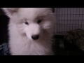 kobi the samoyed talks in the morning